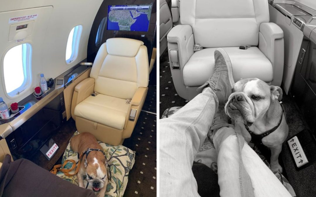Can Your Pets Fly on Private Jets?