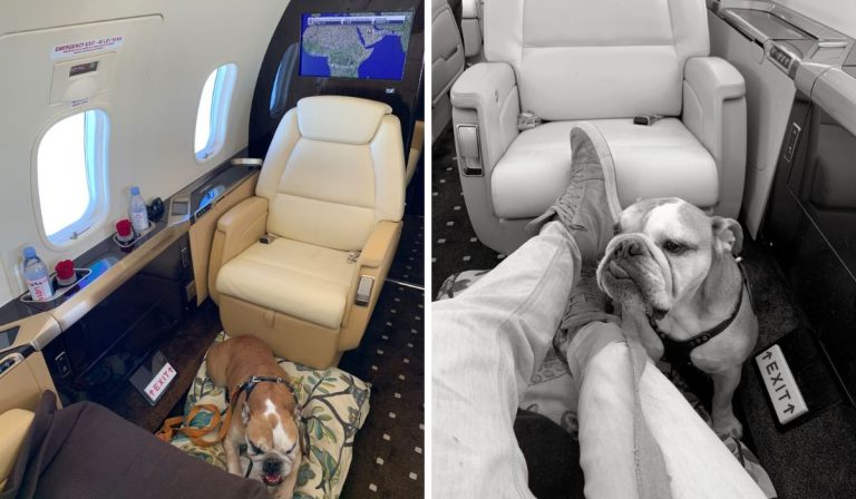 Flying with Pets: Cabin, Crew and Paperwork
