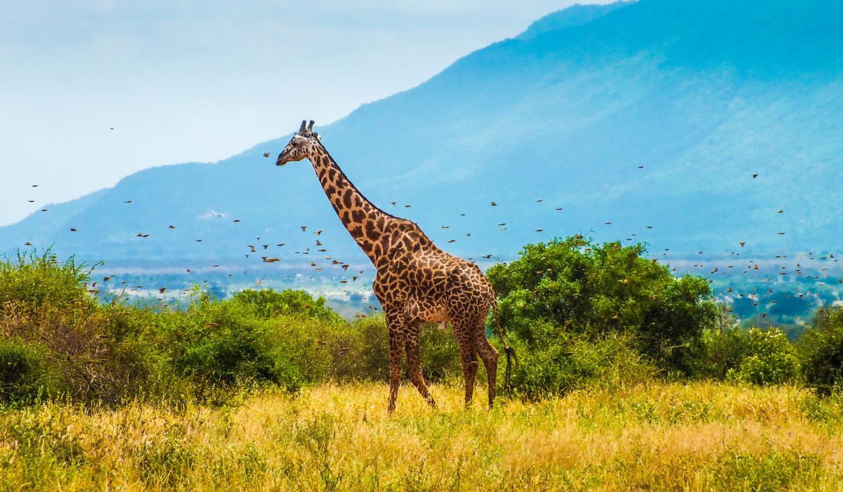 Kenya Jet Charter Service 1