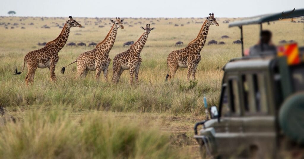 Malindi Airport (MYD / HKML): giraffes walking across the savanna beside a safari vehicle in Kenya