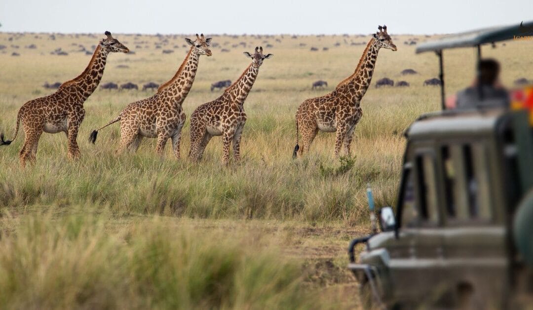 Exploring Africa’s Wilderness in Style: Jet Charter Services to Serengeti National Park
