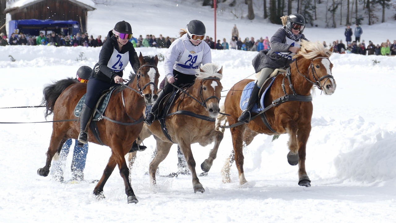 horse-3988066_1280