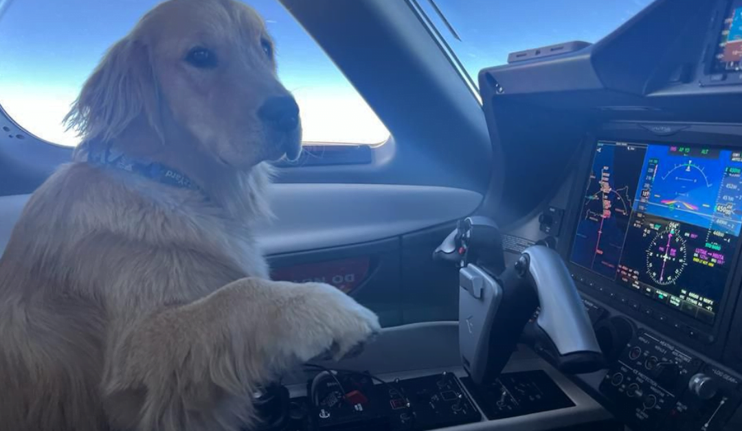 Flying Pets into the UK on Private Jets: Trip Support Guide