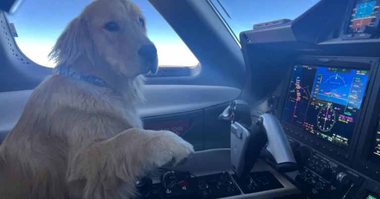 Flying Pets into the UK on Private Jets: Trip Support Guide