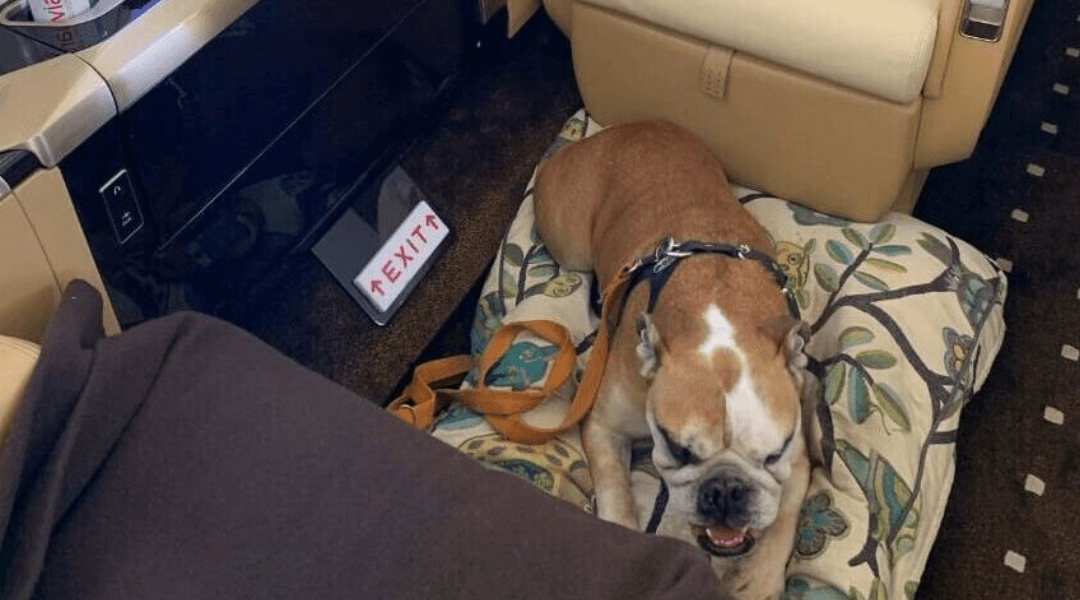 Flying Pets from the US to Mexico: 2026 Private Jet Pilot Guide