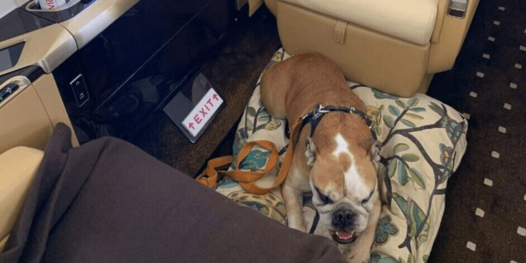 Flying Pets from the US to Mexico: 2026 Private Jet Pilot Guide