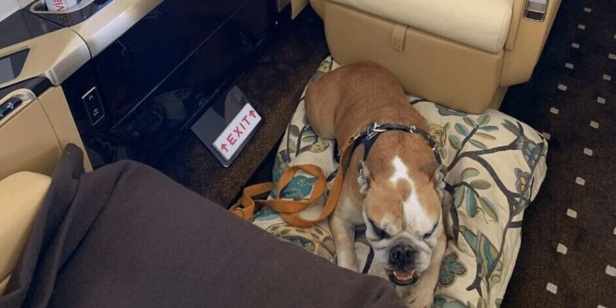 Flying Pets from the US to Mexico: 2026 Private Jet Pilot Guide