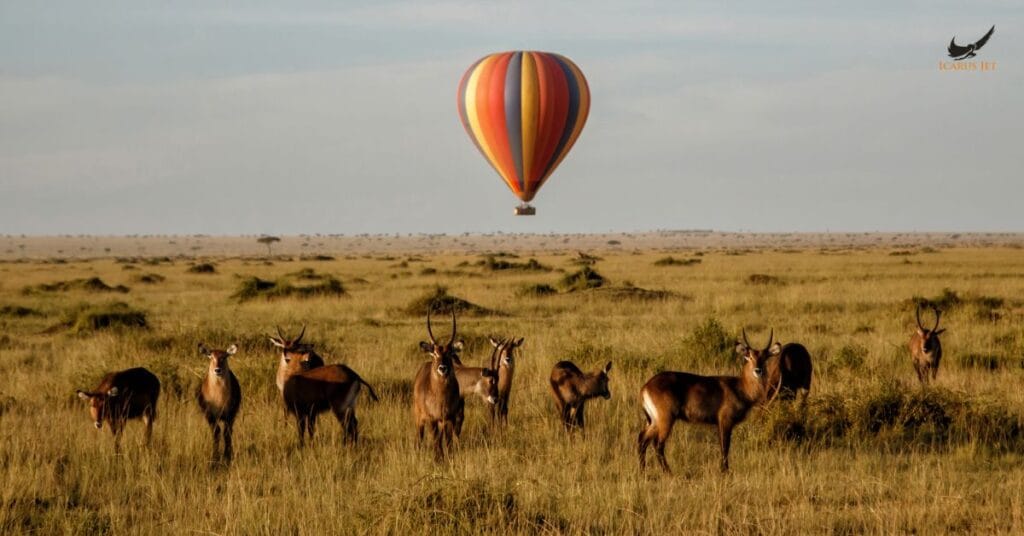 Wilson Airport (WIL / HKNW): hot air balloon floating over wildlife on the Kenya savanna