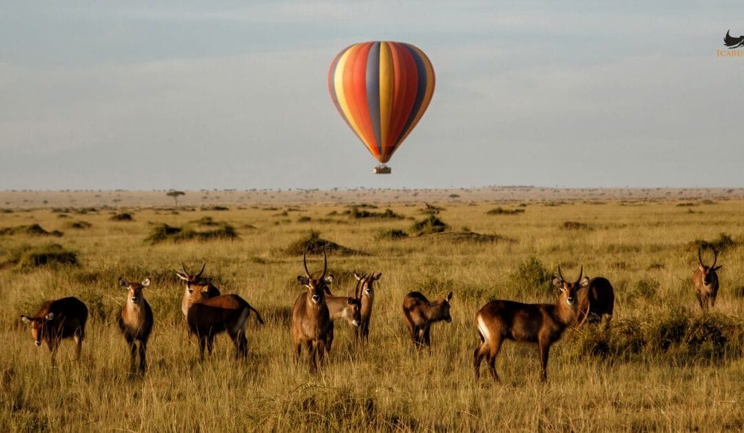Everything You Need to Know About Private Jet Charters in Kenya