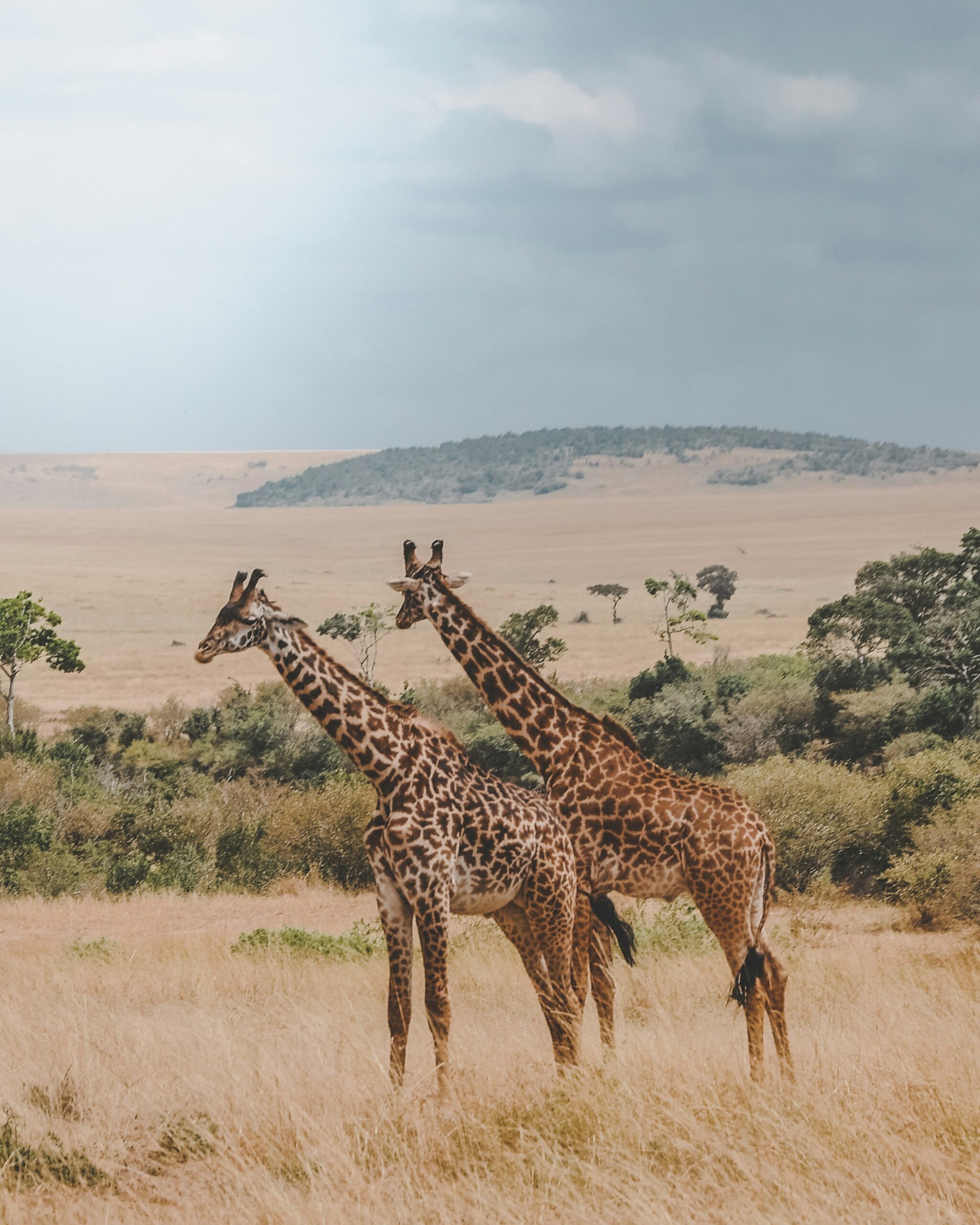 Nairobi to Masai Mara Private Charter: Nairobi to Masai Mara by private aircraft